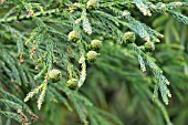 CRYPTOMERIA