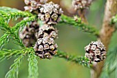 CRYPTOMERIA