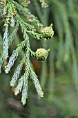 CRYPTOMERIA