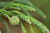 CRYPTOMERIA