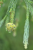 CRYPTOMERIA