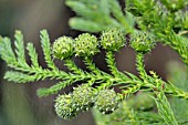 CRYPTOMERIA