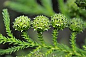 CRYPTOMERIA