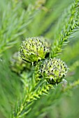 CRYPTOMERIA