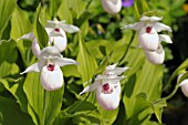 CYPRIPEDIUM FLAVUM ALBA