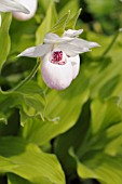 CYPRIPEDIUM FLAVUM ALBA