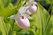 CYPRIPEDIUM FLAVUM ALBA