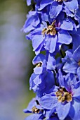 DELPHINIUM BLUE NILE