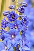 DELPHINIUM BLUE NILE