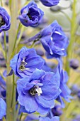 DELPHINIUM BLUE NILE