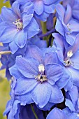 DELPHINIUM BLUE NILE