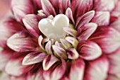 DAHLIA WITH HEART