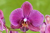 PHALAENOPSIS BROTHER TOM WALSH