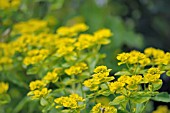 EUPHORBIA PALUSTRIS MAGIC FLUTE syn. ZAUBERFLOTE