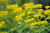 EUPHORBIA PALUSTRIS MAGIC FLUTE syn. ZAUBERFLOTE