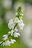 GALEGA HARTLANDII ALBA