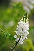 GALEGA HARTLANDII ALBA