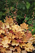 HEUCHERA CARAMEL