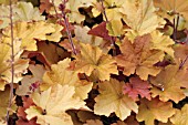 HEUCHERA CARAMEL