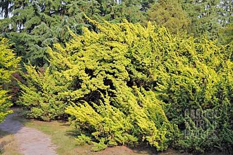 JUNIPERUS_CHINENSIS_PLUMOSA_AUREA