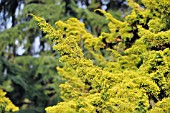 JUNIPERUS CHINENSIS PLUMOSA AUREA