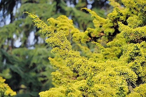 JUNIPERUS_CHINENSIS_PLUMOSA_AUREA