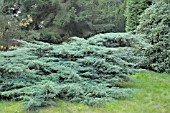 JUNIPERUS VIRGINIANA GREY OWL