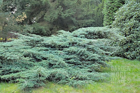 JUNIPERUS_VIRGINIANA_GREY_OWL