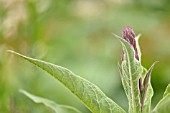 LOBELIA TUPA