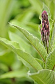 LOBELIA TUPA