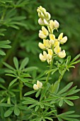 LUPINUS ARBOREUS