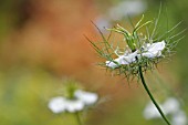 NIGELLA DAMASCENA MISS JEKYLL WHITE