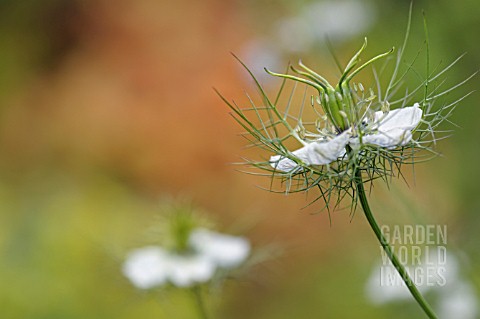 NIGELLA_DAMASCENA_MISS_JEKYLL_WHITE