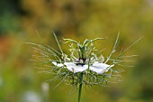 NIGELLA DAMASCENA MISS JEKYLL WHITE