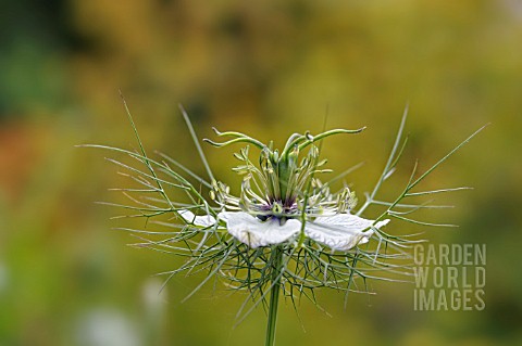 NIGELLA_DAMASCENA_MISS_JEKYLL_WHITE