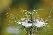 NIGELLA DAMASCENA MISS JEKYLL WHITE