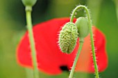 PAPAVER RHOEAS