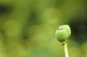 PAPAVER RHOEAS