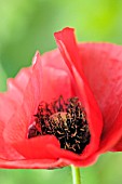 PAPAVER RHOEAS