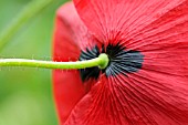 PAPAVER RHOEAS