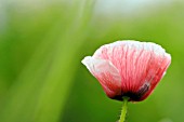 PAPAVER RHOEAS