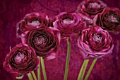 RANUNCULUS ASIATICUS