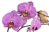 PHALAENOPSIS FORTALEZA