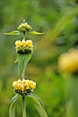 PHLOMIS RUSSELIANA