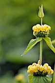 PHLOMIS RUSSELIANA