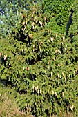 PICEA ABIES ACROONA