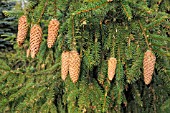 PICEA ABIES ACROONA