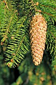 PICEA ABIES ACROONA