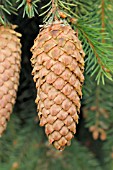 PICEA ABIES ACROONA