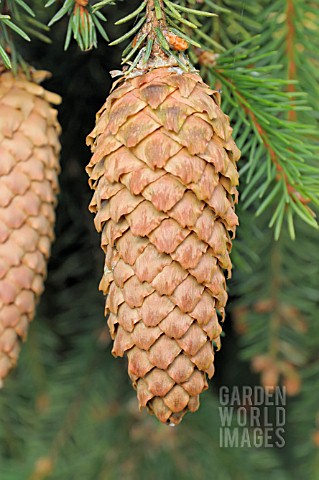 PICEA_ABIES_ACROONA